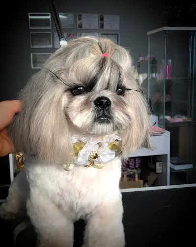 Dogs Paradise Salon Pielęgnacji i Stylizacji Psów Katarzyna Leśniak